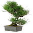 Pinus thunbergii, 33,5 cm, ± 20 años de edad, con un nebari de 3,5 cm.
