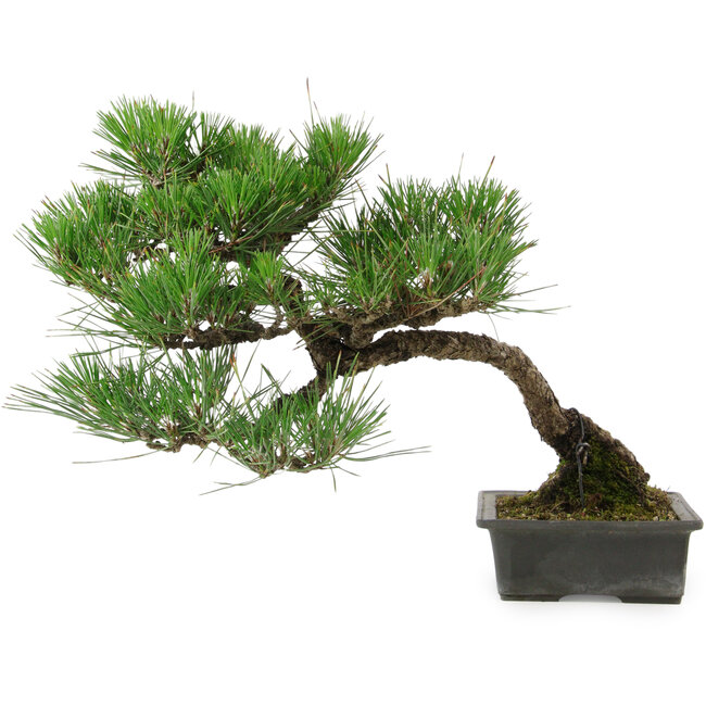 Pinus thunbergii, 33,5 cm, ± 20 años de edad, con un nebari de 3,5 cm.