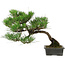 Pinus thunbergii, 33,5 cm, ± 20 años de edad, con un nebari de 3,5 cm.