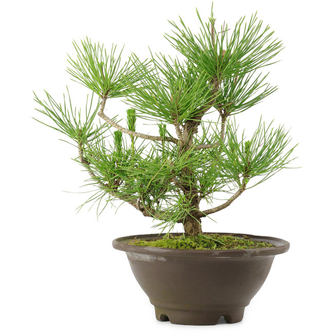 Pinus thunbergii, 27 cm, ± 10 años de edad