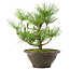 Pinus thunbergii, 27 cm, ± 10 años de edad