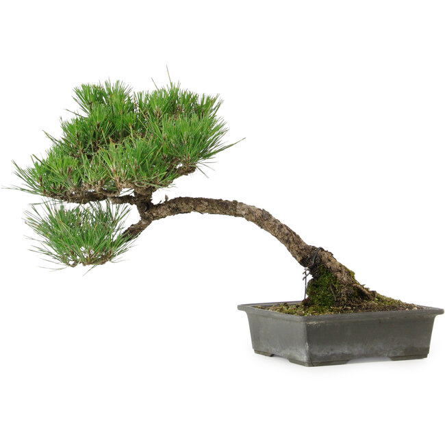 Pinus thunbergii, 33,5 cm, ± 20 años de edad, con un nebari de 3,5 cm.