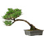 Pinus thunbergii, 33,5 cm, ± 20 años de edad, con un nebari de 3,5 cm.
