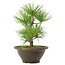 Pinus thunbergii, 27 cm, ± 10 años de edad