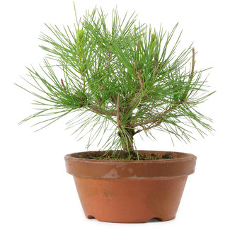 Pinus thunbergii, 21 cm, ± 10 años de edad