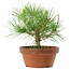 Pinus thunbergii, 21 cm, ± 10 años de edad