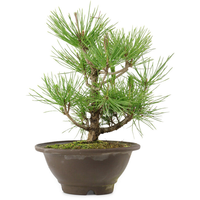 Pinus thunbergii, 27 cm, ± 10 años de edad