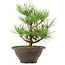 Pinus thunbergii, 27 cm, ± 10 años de edad