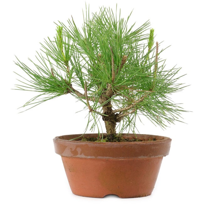 Pinus thunbergii, 21 cm, ± 10 años de edad