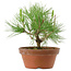 Pinus thunbergii, 21 cm, ± 10 años de edad