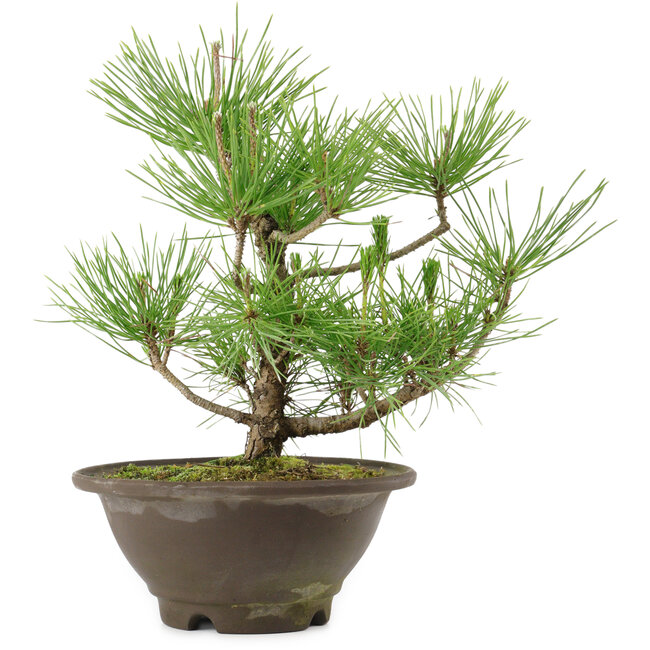 Pinus thunbergii, 27 cm, ± 10 años de edad