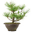 Pinus thunbergii, 27 cm, ± 10 años de edad