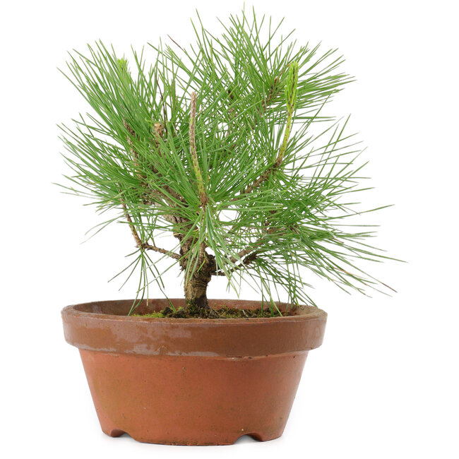 Pinus thunbergii, 21 cm, ± 10 años de edad