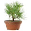 Pinus thunbergii, 21 cm, ± 10 años de edad