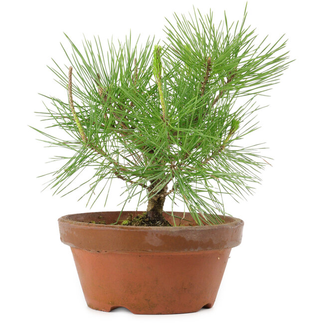 Pinus thunbergii, 21 cm, ± 10 años de edad