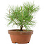 Pinus thunbergii, 21 cm, ± 10 años de edad