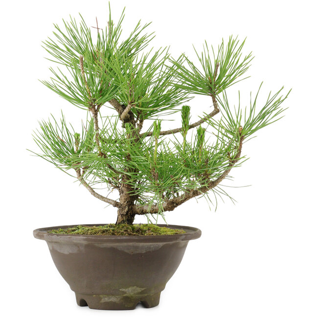 Pinus thunbergii, 27 cm, ± 10 años de edad