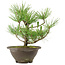 Pinus thunbergii, 27 cm, ± 10 años de edad