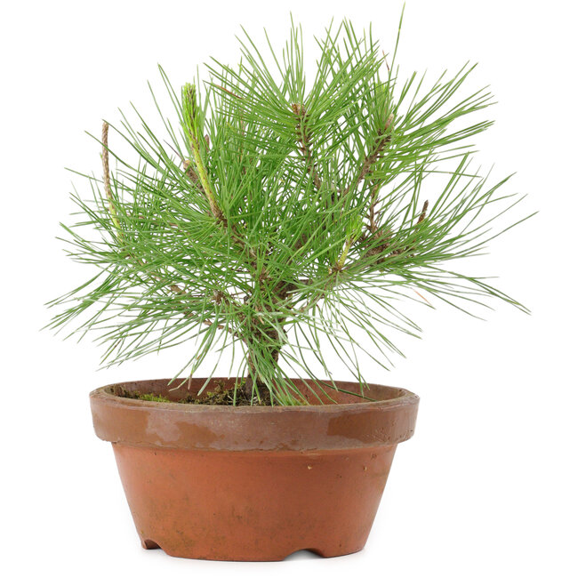 Pinus thunbergii, 21 cm, ± 10 años de edad