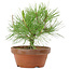 Pinus thunbergii, 21 cm, ± 10 años de edad