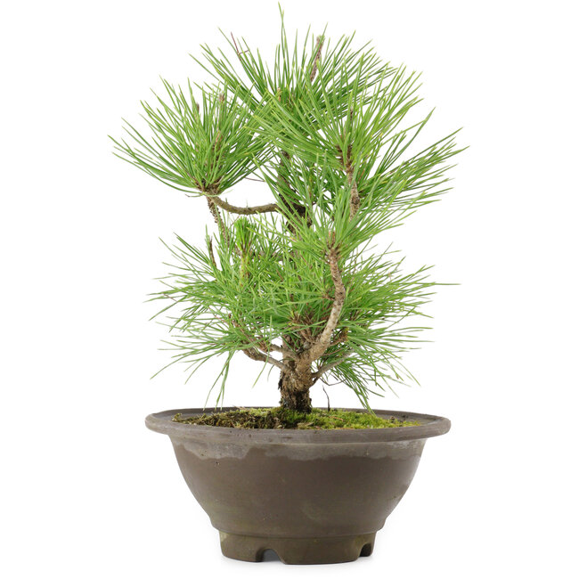 Pinus thunbergii, 27 cm, ± 10 años de edad