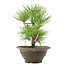 Pinus thunbergii, 27 cm, ± 10 años de edad