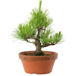 Pinus thunbergii, 28,5 cm, ± 10 años de edad