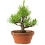 Pinus thunbergii, 28,5 cm, ± 10 años de edad