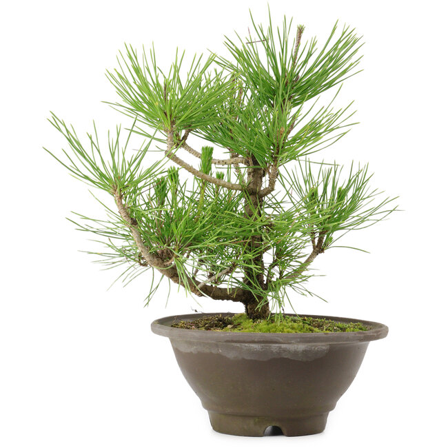 Pinus thunbergii, 27 cm, ± 10 años de edad