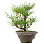 Pinus thunbergii, 27 cm, ± 10 años de edad
