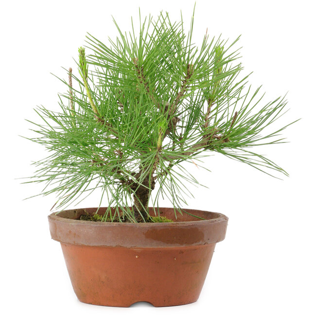 Pinus thunbergii, 21 cm, ± 10 años de edad