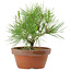Pinus thunbergii, 21 cm, ± 10 años de edad