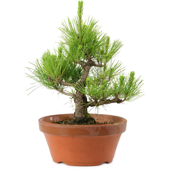 Pinus thunbergii, 28,5 cm, ± 10 años de edad