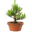 Pinus thunbergii, 28,5 cm, ± 10 años de edad