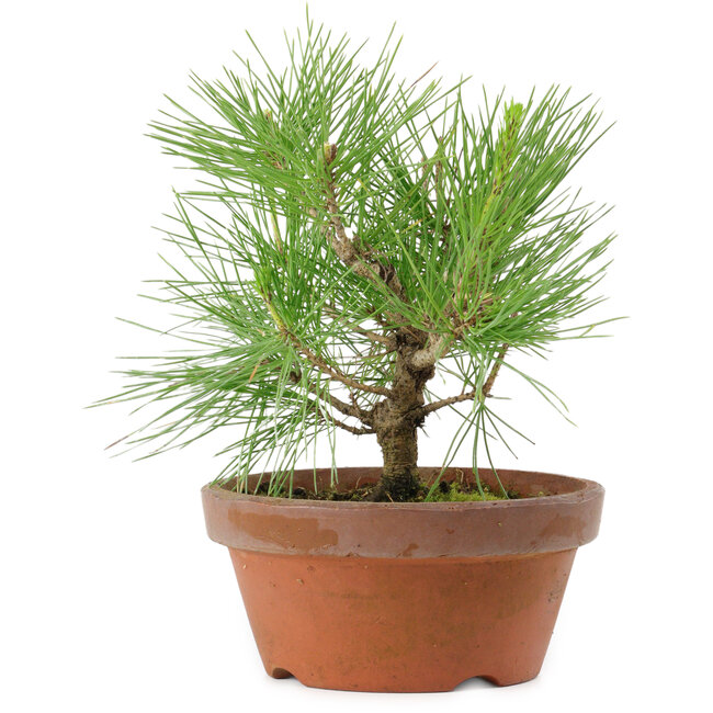 Pinus thunbergii, 21 cm, ± 10 años de edad