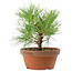 Pinus thunbergii, 21 cm, ± 10 años de edad