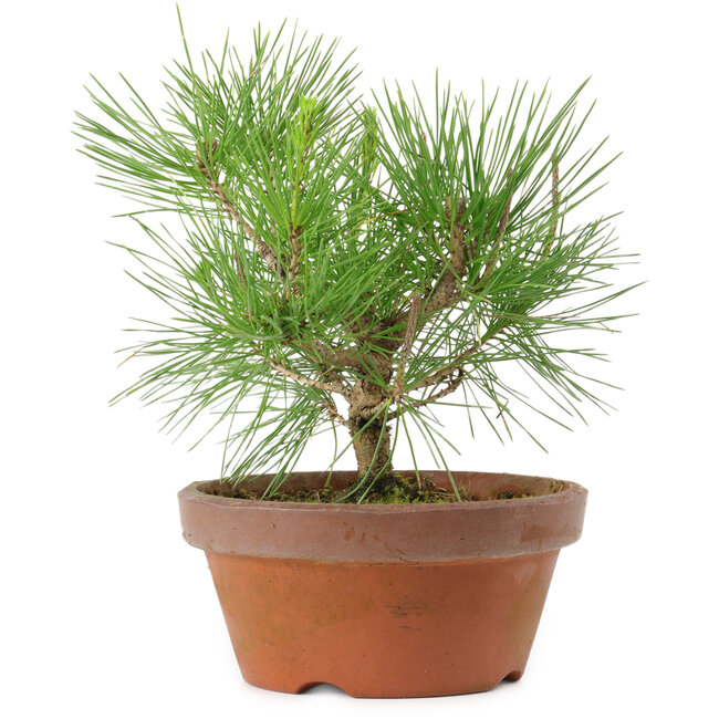 Pinus thunbergii, 21 cm, ± 10 años de edad