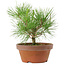 Pinus thunbergii, 21 cm, ± 10 años de edad