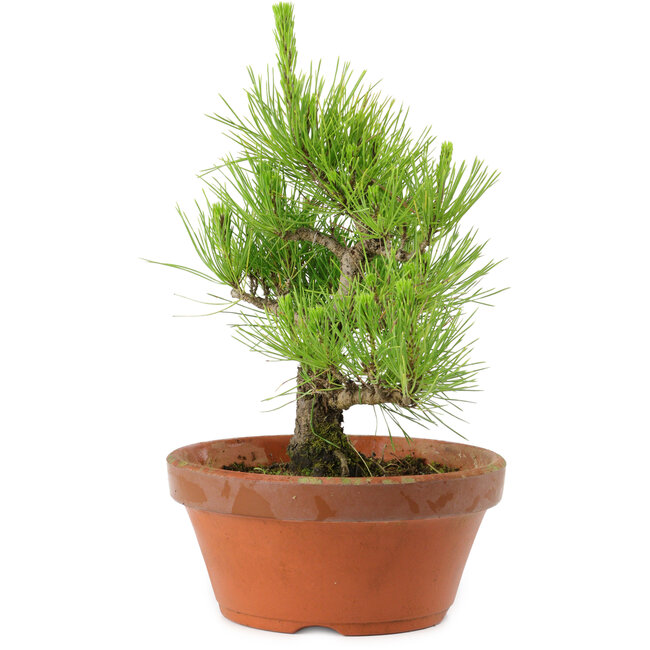 Pinus thunbergii, 28,5 cm, ± 10 años de edad