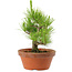Pinus thunbergii, 28,5 cm, ± 10 años de edad