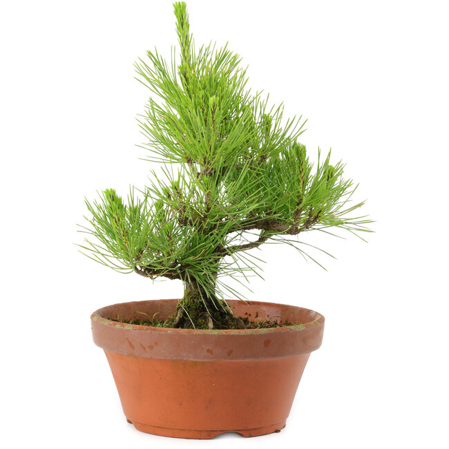 Pinus thunbergii, 28,5 cm, ± 10 años de edad