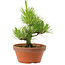 Pinus thunbergii, 28,5 cm, ± 10 años de edad