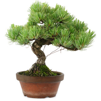Pinus parviflora, 24,5 cm, ± 20 años de edad