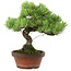 Pinus parviflora, 24,5 cm, ± 20 años de edad, con un nebari de 5,5 cm