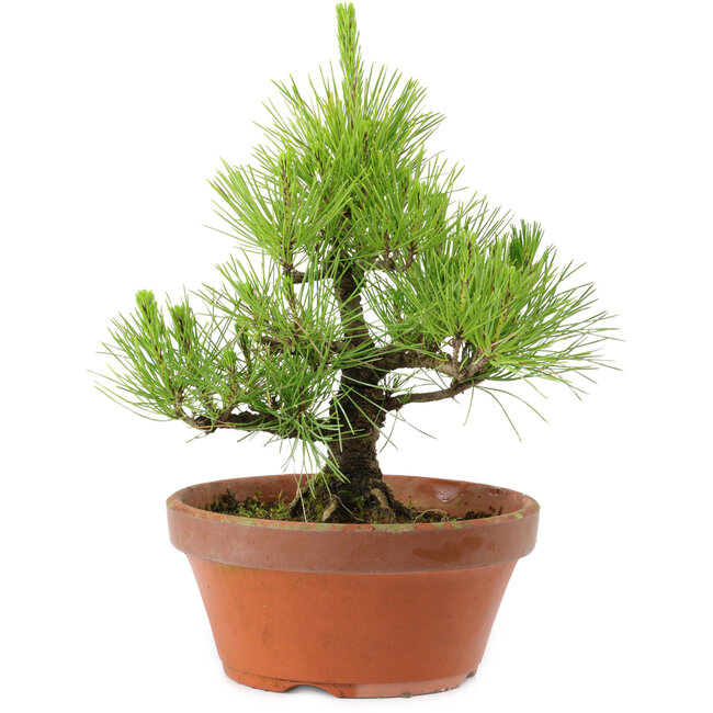 Pinus thunbergii, 28,5 cm, ± 10 años de edad