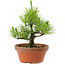 Pinus thunbergii, 28,5 cm, ± 10 años de edad