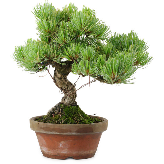 Pinus parviflora, 24,5 cm, ± 20 años de edad, con un nebari de 5,5 cm