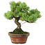 Pinus parviflora, 24,5 cm, ± 20 años de edad, con un nebari de 5,5 cm