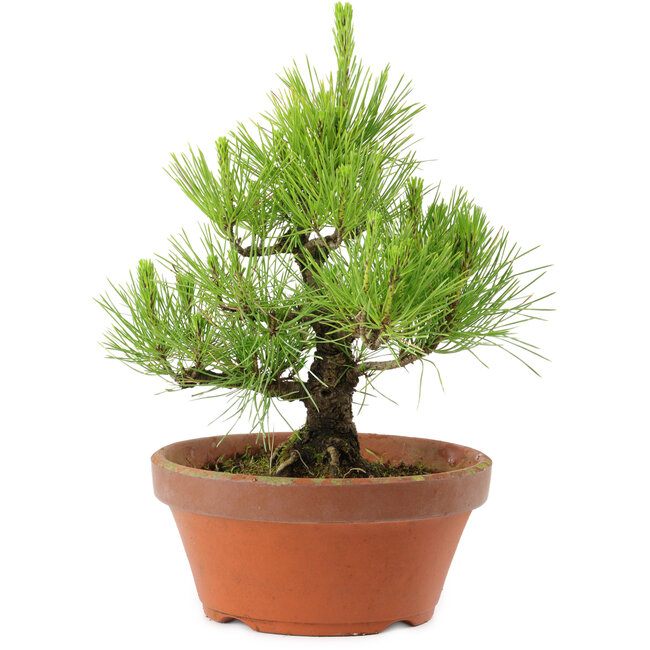 Pinus thunbergii, 28,5 cm, ± 10 años de edad