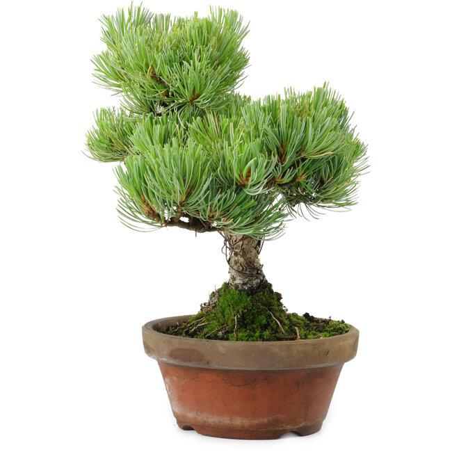 Pinus parviflora, 24,5 cm, ± 20 años de edad, con un nebari de 5,5 cm